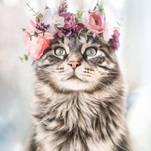 Meet your Posher, Alexandra